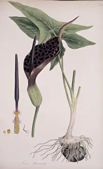 Botanical Illustration Prints: Arum dioscoridis