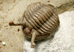 Asaphus (Neoasaphus) kowalewskii, stalk- eyed trilobite Asaphus (Neoasaphus) kowalewskii, stalk- eyed trilobite