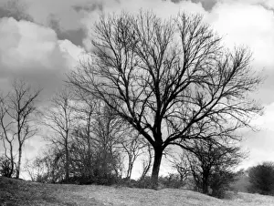Winter Landscapes Of England Prints: ASH TREES