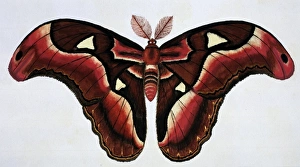 Asian moth Asian moth