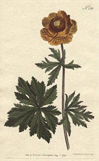 Asiatic globe flower with deep yellow flower Asiatic globe flower with deep yellow flower