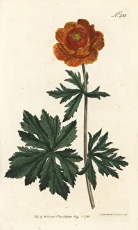 Asiatic globe-flower, Trollius asiaticus Asiatic globe-flower, Trollius asiaticus