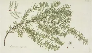 Monocotyledon Flowering Plants Prints: Asparagus capensis