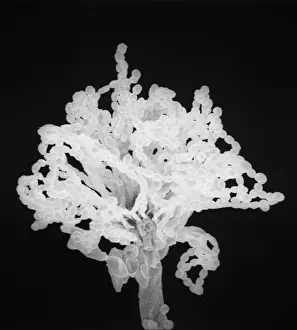 Scanning Electron Microscope Images Prints: Aspergillus
