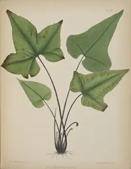 Botanical Illustration Europe Prints: Asplenium palmatum