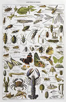 Arthropod Print featuring Insects, Crabs, and Lobsters