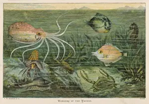 Sea Creatures Photography Prints: Assorted Marine Life
