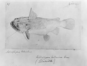 Asterophysus batrachus, ogre catfish Asterophysus batrachus, ogre catfish