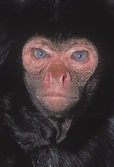 Red Faced Black Spider Monkey Print, Amazon Forest, Brazil