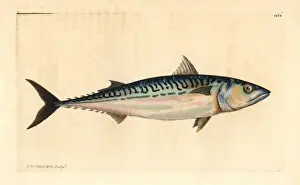 Prints of Atlantic mackerel, Scomber scombrus.. Handcolored copperplate engraving from George Shaw and Frederick Nodders The Naturalists Miscellany 1812 Mackerel Prints: Atlantic Mackerel Print, 1812