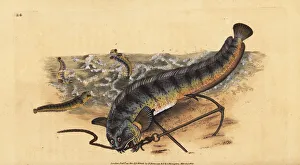 Atlantic seawolf or striped sea wolf, Anarhichas lupus Atlantic seawolf or striped sea wolf, Anarhichas lupus