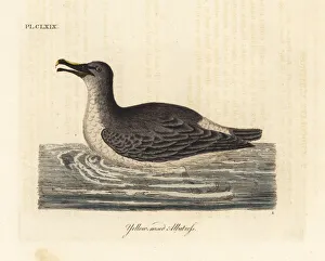 Atlantic yellow-nosed albatross, Thalassarche Atlantic yellow-nosed albatross, Thalassarche