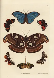 Atlas moth, blue morpho, lanternfly, and European Atlas moth, blue morpho, lanternfly, and European