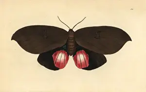 The Naturalists Miscellany Prints: Augusta moth, Phalaena augusta