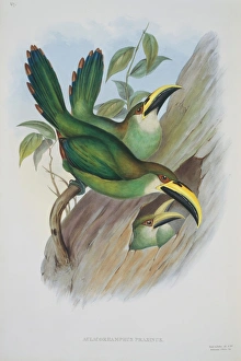 Aulacorhamphus prasinus, emerald toucanet Aulacorhamphus prasinus, emerald toucanet