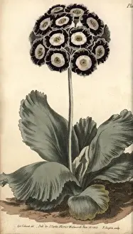 Sydenham Edwards Artwork Prints: Auricula, Primula auricula