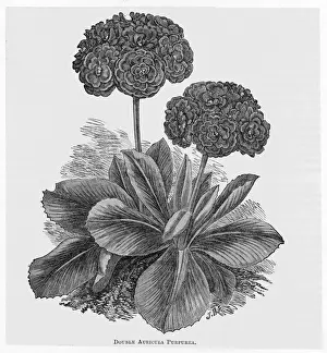 Antique Flower Illustrations Prints: Auricula Purpurea