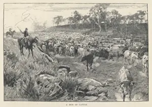 Vintage Rural Landscape Photography Prints: Australia - Cattle