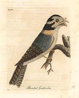 Australian owlet nightjar or tawny frogmouth? Australian owlet nightjar or tawny frogmouth?