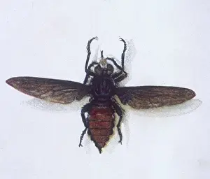 Vintage Insect Photography Prints: Australian Robber Fly