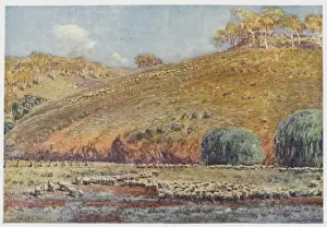 Australian Rural Landscape Photography Prints: Australian Sheep Run
