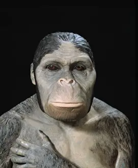 Australopithecus africanus Print: Adult Female Skull Reconstruction
