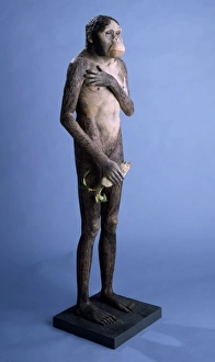 Australopithecus africanus model Australopithecus africanus model