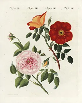 Austrian copper rose and white virgin rose Austrian copper rose and white virgin rose