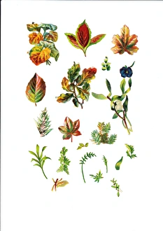 Autumn foliage on an assortment of Victorian scraps Autumn foliage on an assortment of Victorian scraps