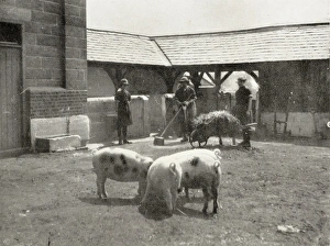 Aylesbury Borstal Inmates - Farm Work Aylesbury Borstal Inmates - Farm Work
