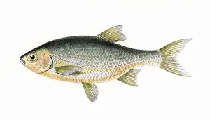 Roach Prints: 1865 Print of the Non-Existent Azurine or Blue Roach Fish