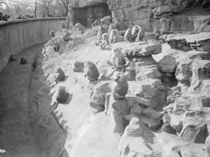 Early 1930s Print: Baboons at London Zoo