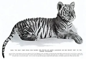 Babs the tiger cub at the London Hippodrome Babs the tiger cub at the London Hippodrome