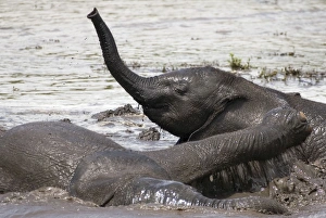 Baby Elephants - Playing in water after heavy rain Baby Elephants - Playing in water after heavy rain