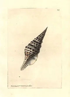 Babylon turrid shell, Turris babylonia Babylon turrid shell, Turris babylonia