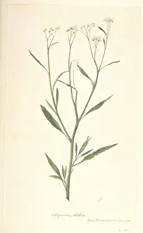 South American Plant Species Prints: Baccharis pingraea
