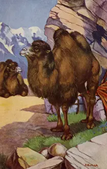Prints of The Bactrian camel (Camelus bactrianus) is a large, even-toed ungulate native to the steppes of Central Asia. Artist: Berenice Butler Date: 1923 Bactrian Camel Prints: Bactrian Camel Print, 1923