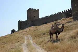 Prints of Bactrian Camel (Camelus Bactrianus) at the Genoese Fortress. Sudak. Autonomous Republic of Crimea. Ukraine Ukraine Prints: Bactrian Camel Print: Genoese Fortress, Sudak, Crimea
