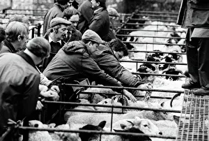 Bakewell, Derbyshire Cattle Market - 3 Bakewell, Derbyshire Cattle Market - 3