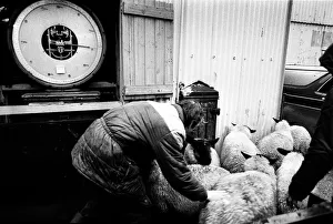 Bakewell, Derbyshire Cattle Market - 6 Bakewell, Derbyshire Cattle Market - 6