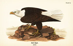 Bald eagle, Haliaeetus leucocephalus Bald eagle, Haliaeetus leucocephalus