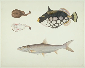 Balistoides conspicillum, clown triggerfish Balistoides conspicillum, clown triggerfish
