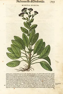 Balsam herb or mint geranium, Tanacetum balsamita Balsam herb or mint geranium, Tanacetum balsamita