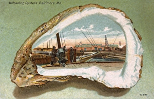 Baltimore, Maryland, USA - Unloading Oysters Baltimore, Maryland, USA - Unloading Oysters
