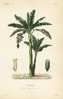 Banana tree, Musa paradisiaca, Musa sapientium Banana tree, Musa paradisiaca, Musa sapientium