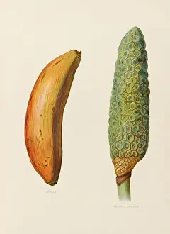 Banana Monstera Deliciosa Print by Mary Evans Prints Online