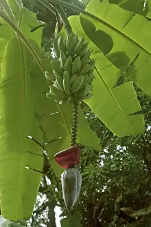 Banana Tree Prints: Bananas on tree