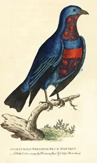 Naturalists Pocket Magazine Prints: Banded cotinga, Cotinga maculata