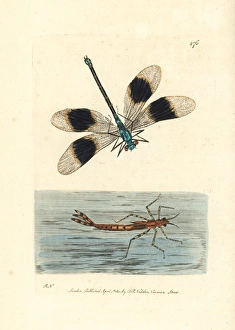 Banded demoiselle damselfly, Calopteryx splendens Banded demoiselle damselfly, Calopteryx splendens