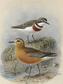 Banded Dotterel, New Zealand Dotterel Banded Dotterel, New Zealand Dotterel